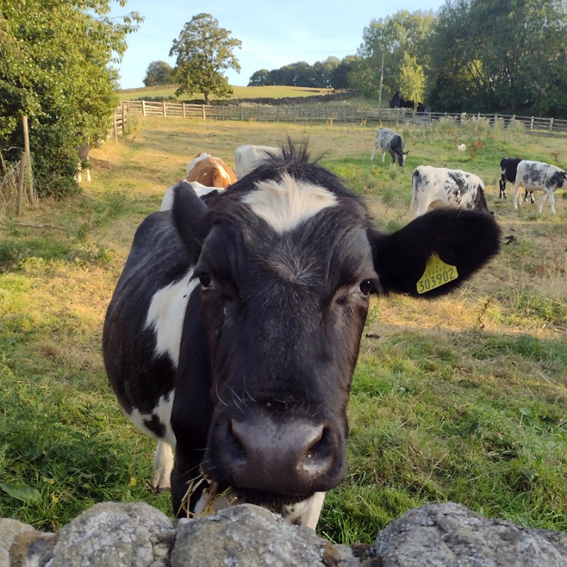 photo of cow in field, a view from my studio window at gentle knit yarns
