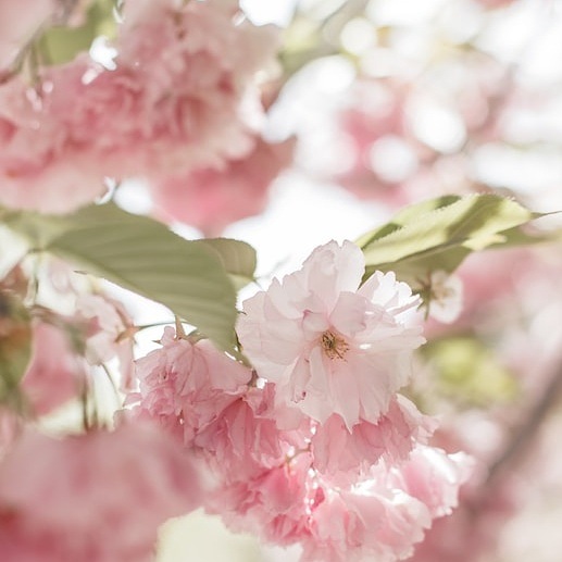 photo of pink blossoms